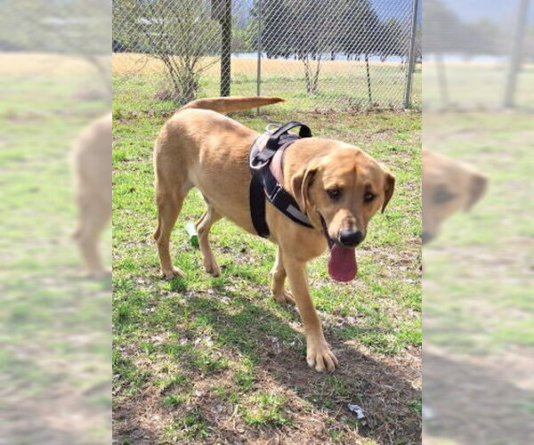 Medium Photo #2 Black Mouth Cur-Labrador Retriever Mix Puppy For Sale in Mountain View, AR, USA