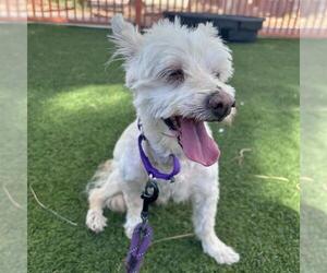 Maltese-Unknown Mix Dogs for adoption in Las Vegas, NV, USA