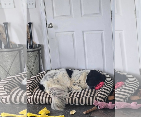 Medium Photo #5 Mutt Puppy For Sale in pomfret, CT, USA