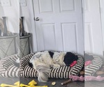 Small #4 Mutt