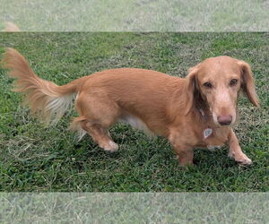 Dachshund Dogs for adoption in Shelbyville, TN, USA