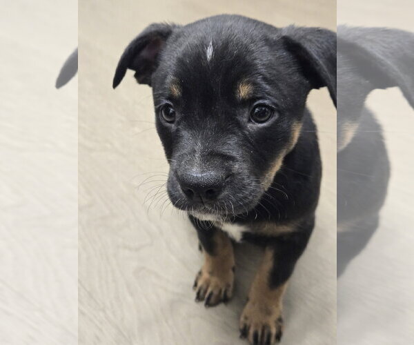 Medium Photo #2 American Staffordshire Terrier-Unknown Mix Puppy For Sale in Bardstown, KY, USA