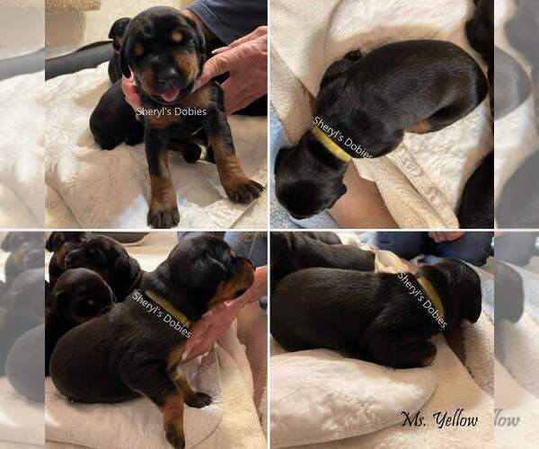 Medium Photo #8 Doberman Pinscher Puppy For Sale in CONROE, TX, USA