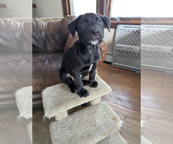 Medium Photo #1 Labrador Retriever-Unknown Mix Puppy For Sale in St. Louis Park, MN, USA