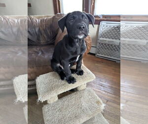 Labrador Retriever-Unknown Mix Dogs for adoption in St. Louis Park, MN, USA