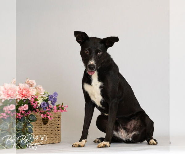 Medium Photo #6 Labrador Retriever-Unknown Mix Puppy For Sale in Claremore, OK, USA