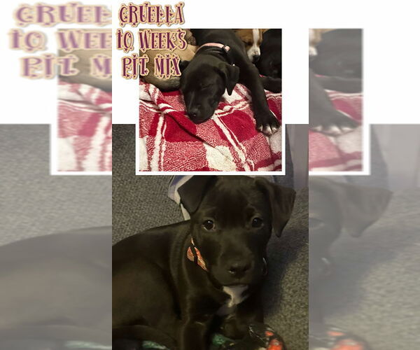 Medium Photo #4 Mutt Puppy For Sale in Jacksonville, NC, USA