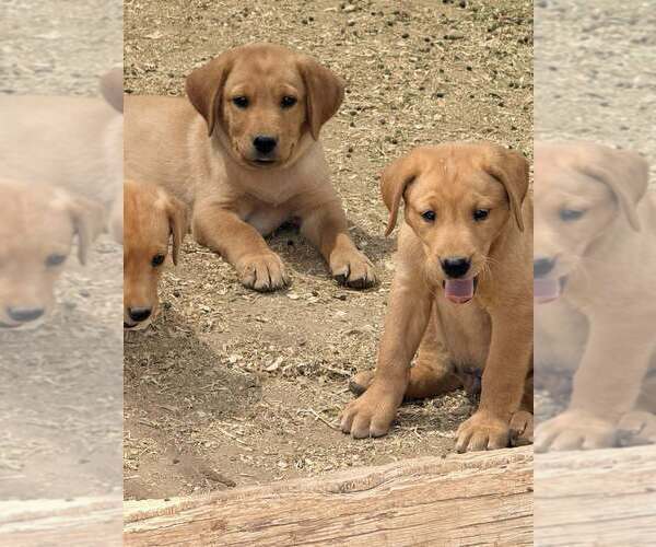 Medium Photo #1 Labrador Retriever Puppy For Sale in SCOTTSDALE, AZ, USA