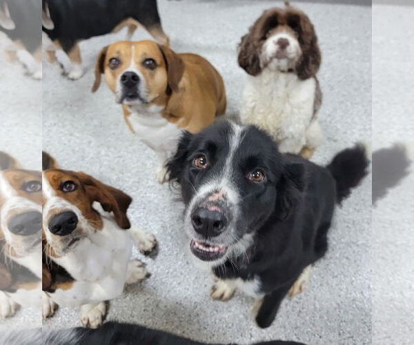 Medium Photo #3 Border Collie Puppy For Sale in Highland, IL, USA