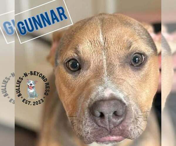 Medium Photo #6 American Pit Bull Terrier-Unknown Mix Puppy For Sale in Omaha, NE, USA