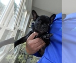Small Photo #8 French Bulldog Puppy For Sale in WOODLAND PARK, NJ, USA