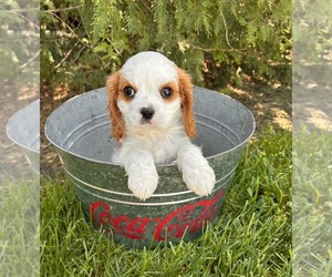 Cavalier King Charles Spaniel Puppy for Sale in MIDDLEBURY, Indiana USA