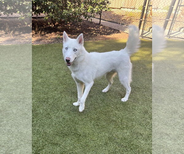 Medium Photo #2 Siberian Husky-Unknown Mix Puppy For Sale in Hilton Head, SC, USA