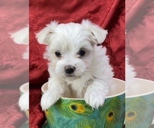 Maltese Dog for Adoption in CASSVILLE, Missouri USA