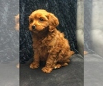 Small Photo #4 Cavapoo Puppy For Sale in BOWLING GREEN, KY, USA