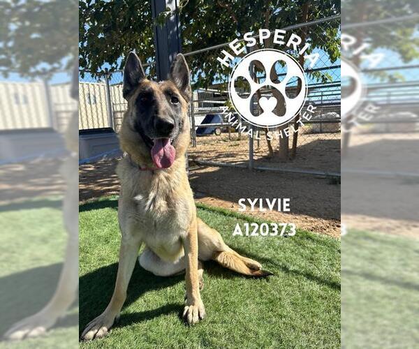 Medium Photo #3 German Shepherd Dog Puppy For Sale in HESPERIA, CA, USA