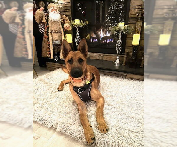 Medium Photo #2 Akita-Unknown Mix Puppy For Sale in Stevens Point, WI, USA