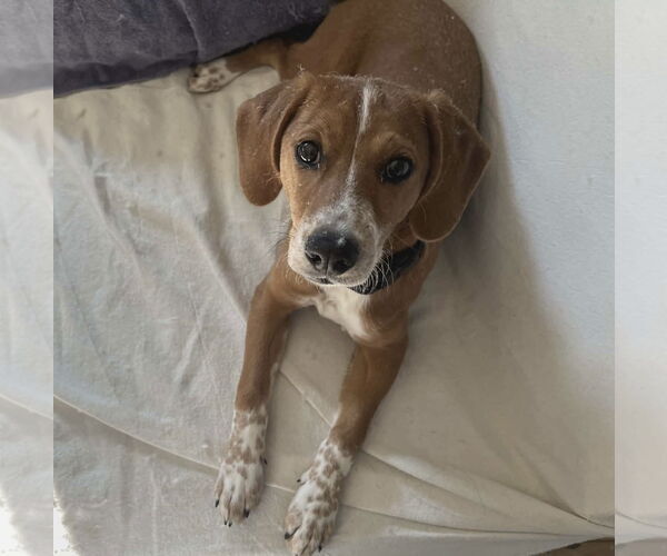 Medium Photo #5 Beagle-Unknown Mix Puppy For Sale in Westwood, NJ, USA