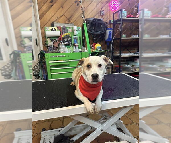 Medium Photo #4 Mutt Puppy For Sale in Gloversville, NY, USA