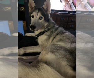 Father of the Siberian Husky puppies born on 07/14/2025