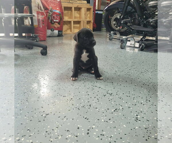 Medium Photo #2 American Staffordshire Terrier-Labrador Retriever Mix Puppy For Sale in Holly Springs, NC, USA
