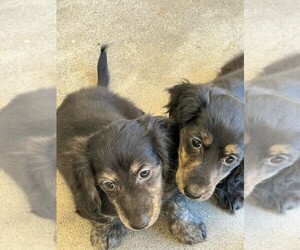 Dachshund Puppy for sale in UMATILLA, OR, USA