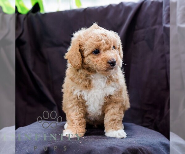 Medium Photo #3 Poodle (Toy)-Zuchon Mix Puppy For Sale in NEWVILLE, PA, USA