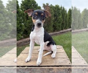 Jack-Rat Terrier Puppy for sale in MIDDLEBURY, IN, USA