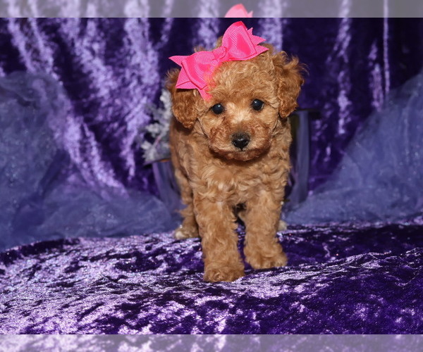 Medium Photo #3 Poodle (Toy) Puppy For Sale in LIBERAL, MO, USA