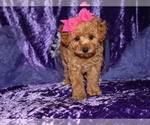 Small #2 Poodle (Toy)