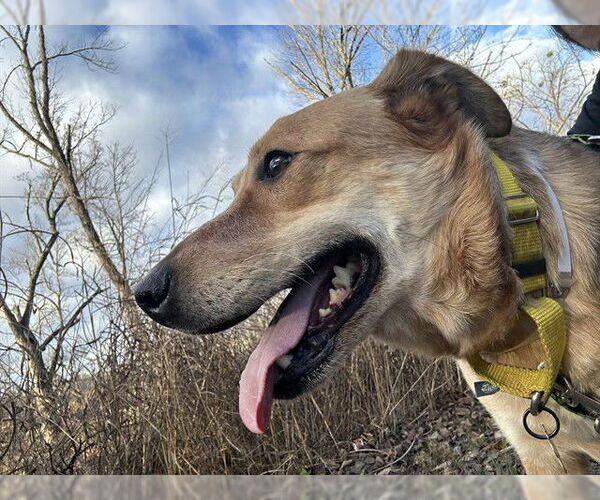 Medium Photo #1 Mutt Puppy For Sale in Louisville, KY, USA