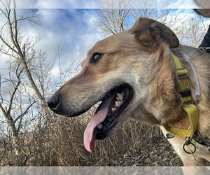 Mutt Dogs for adoption in Louisville, KY, USA