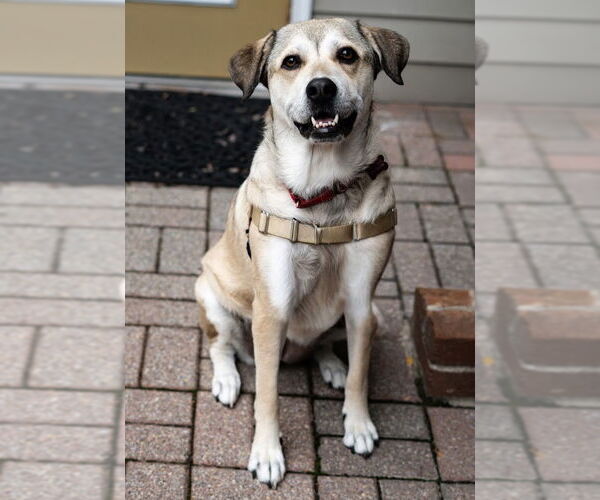 Medium Photo #6 Mutt Puppy For Sale in Chester, NJ, USA