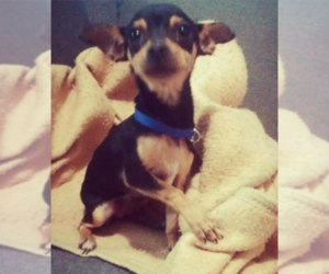 Mother of the Chihuahua puppies born on 04/30/2025