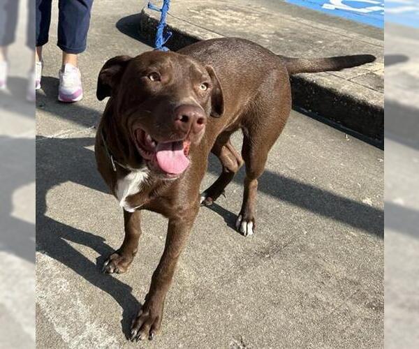 Medium Photo #1 Labrador Retriever-Unknown Mix Puppy For Sale in Houston, TX, USA