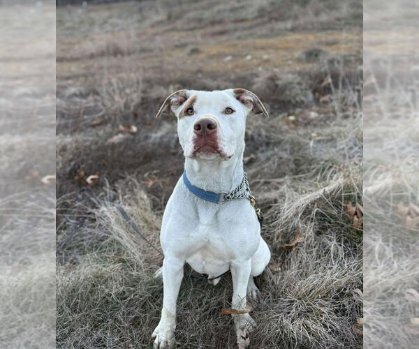 Medium Photo #1 American Staffordshire Terrier-Unknown Mix Puppy For Sale in Foristell, MO, USA