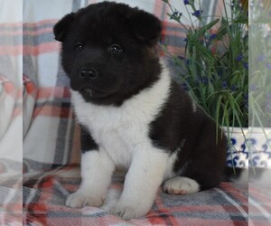 Akita Puppy for sale in PARADISE, PA, USA