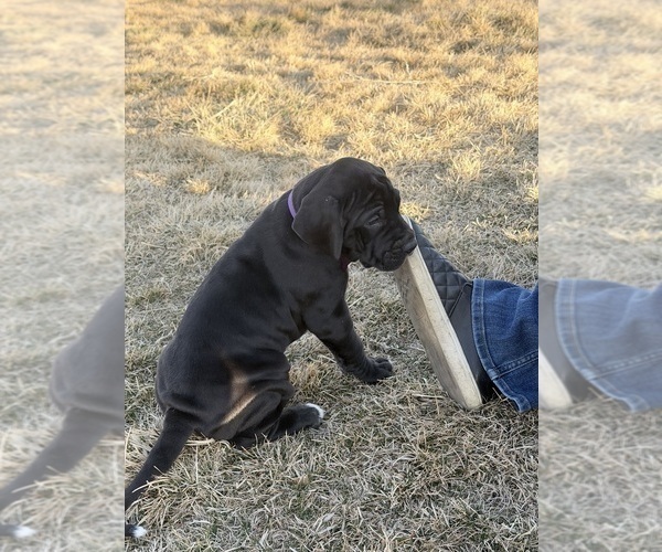 Medium Photo #7 Great Dane Puppy For Sale in OLATHE, CO, USA