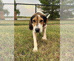Small Photo #3 Coonhound Puppy For Sale in Evansville, IN, USA