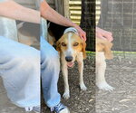 Small #4 American Foxhound Mix