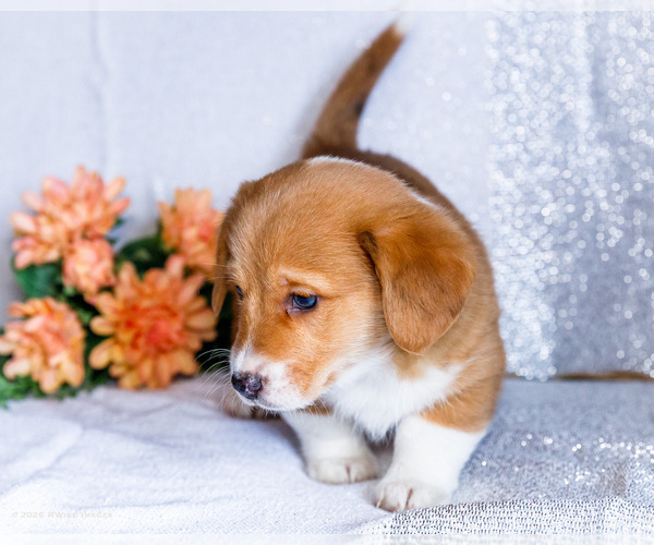 Medium Photo #13 Dorgi Puppy For Sale in WAKARUSA, IN, USA