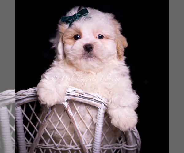 Medium Photo #7 Maltipoo (Miniature) Puppy For Sale in WARSAW, IN, USA