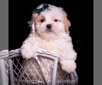 Small #6 Maltipoo (Miniature)