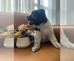Small #1 Akita