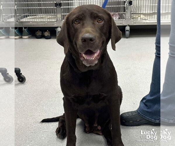 Medium Photo #3 Labrador Retriever-Retriever  Mix Puppy For Sale in Washington, DC, USA