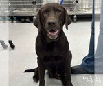 Small #2 Labrador Retriever-Retriever  Mix