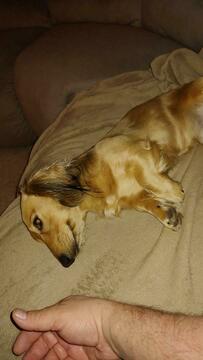 Medium Photo #1 Dachshund Puppy For Sale in NORTHGLENN, CO, USA