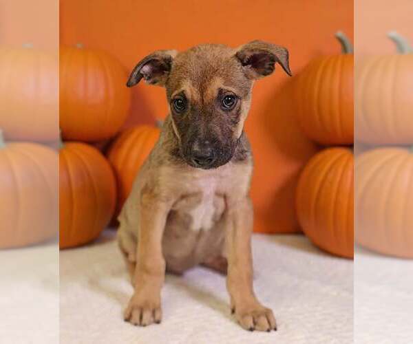 Medium Photo #2 American Pit Bull Terrier-Unknown Mix Puppy For Sale in Talladega, AL, USA