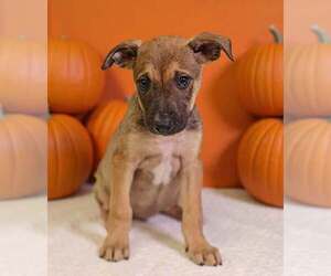 Dorie 26/797 - Female American Pit Bull Terrier-Unknown Mix Dog for Adoption - Photo #2