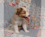 Small Photo #9 Miniature Australian Shepherd Puppy For Sale in HARRISON, OH, USA